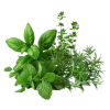 Herbs Fresh